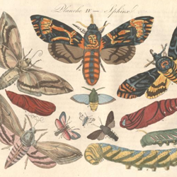 Vlinders onder de loep