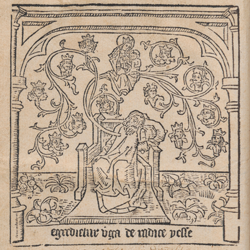 Middeleeuws kruidboek